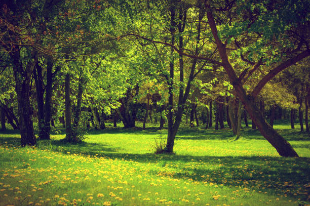 istock Green spring summer park. Blooming trees, dandelions 693638224