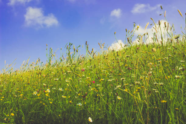 istock Meadow of wild flowers in summer. 693640938