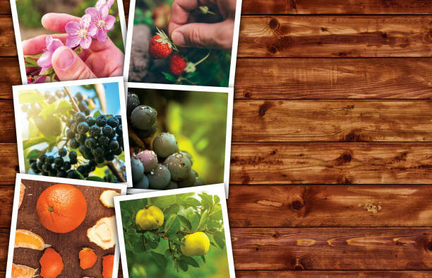 istock Organic fruit production, photo collage with copy space 693641316