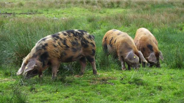istock Oxford Sandy & Black Pigs 693643678