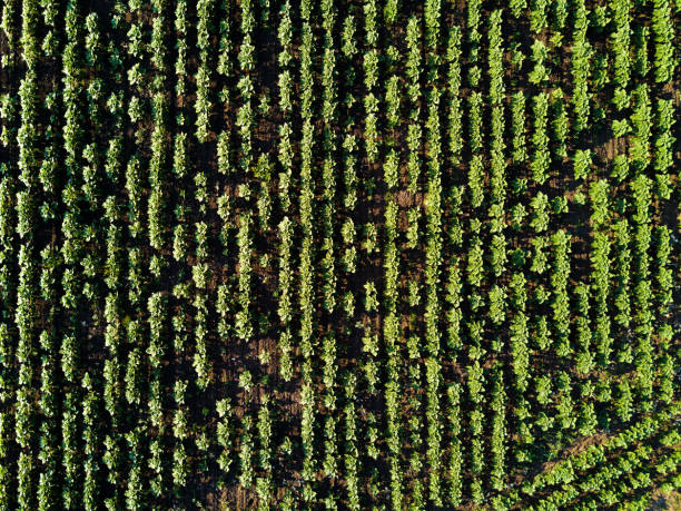 istock Drone pov of young sunflower field 693643770