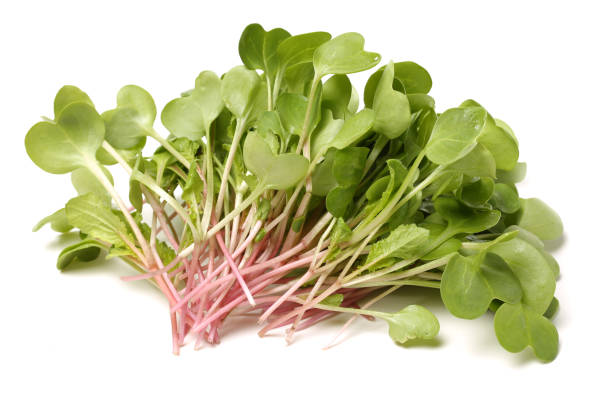 istock Fresh radish sprouts or Kaiware Daikon on a white background 693643806