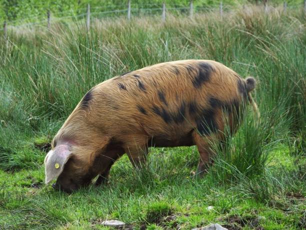 istock Oxford Sandy & Black Pig 693643840
