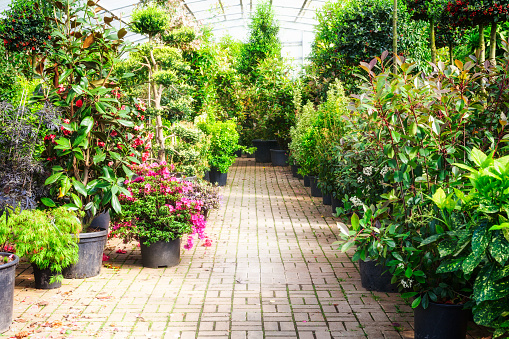 Green house with flowerpots of plants and blooming azalea. Old greenhouse interior in sunny day