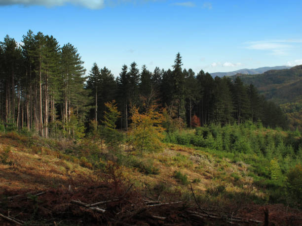 istock Forest in Autumn in Tuscany. Italy. 693649726