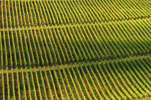 View of beautiful vineyards in Tuscany, Chianti, Italy. Autumn Season.