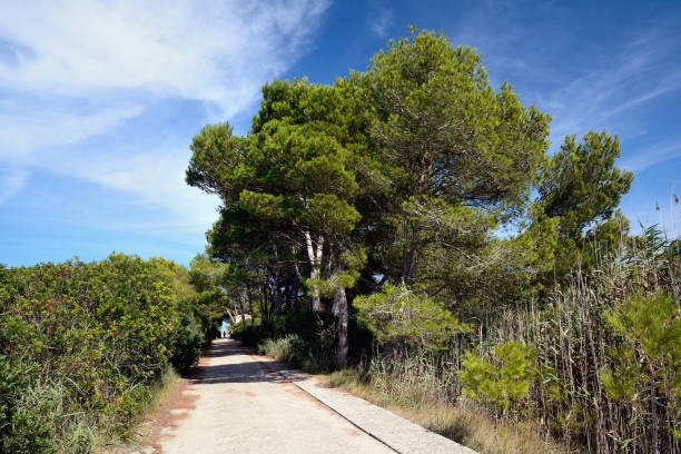 The Natural Park S'Albufera is located in Muro, Majorca. There are several other coastal lagoons receiving the name of albufera