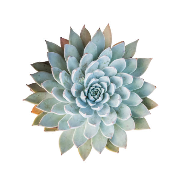 istock Miniature succulent plants isolated 693656724