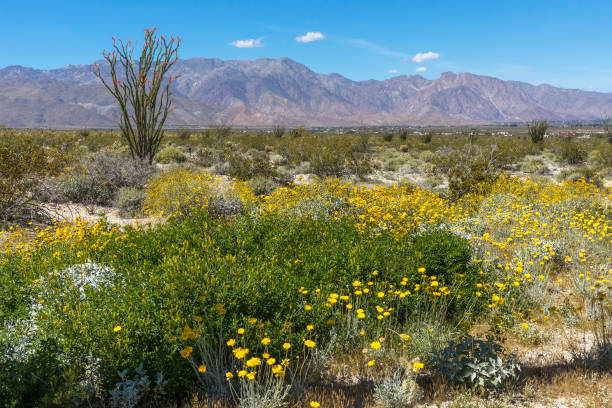 istock Wildlfowers blooming in a California desert in spring 693658142