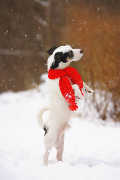 istock Light broken Jack Russell Terrier dog wearing a red scarf and staying on its back legs in winter forest 693665246