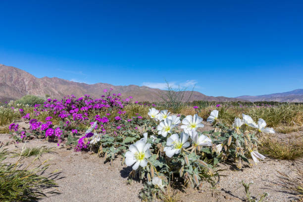 istock Dune Primrose and Desert Five-Spot  Blooming in a California Desert 693668256