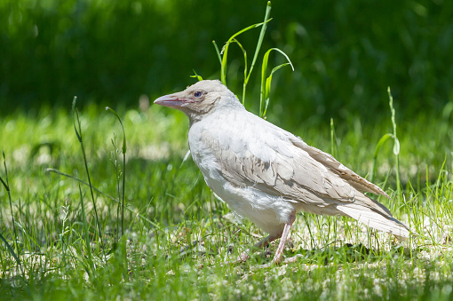 Albino crow on a green grass