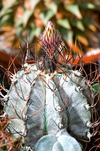 istock Beautiful colorful flowers of small cactuses 693672732