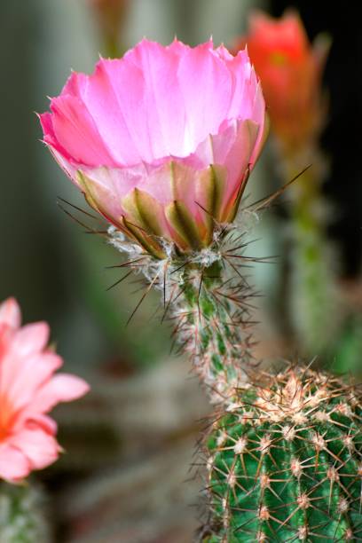 istock Beautiful colorful flowers of small cactuses 693673616