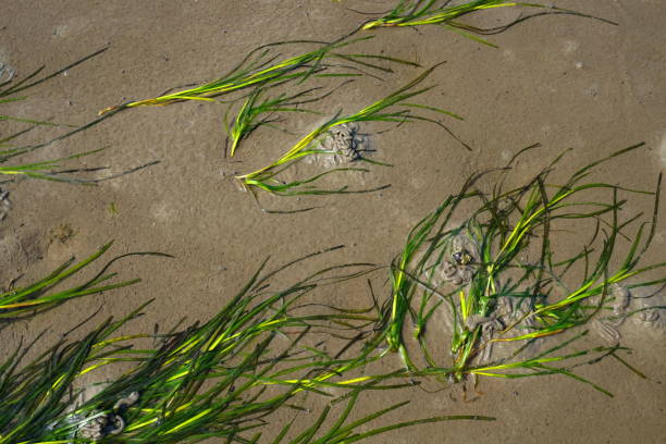 North Sea ground ebb with green grass and sandworm