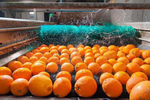 istock The working of citrus fruits 693677466