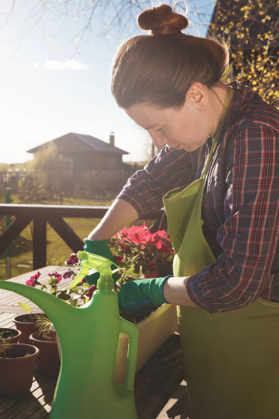 istock Gardening. Planting flowers. 693677864
