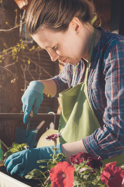 istock Gardening. Planting flowers. 693677872