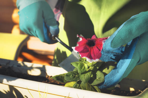 istock Gardening. Planting flowers. 693677878