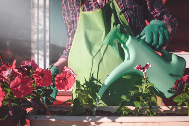 istock Gardening. Planting flowers. Watering pot. 693677884