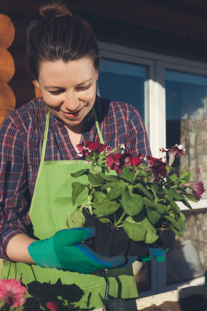 istock Gardening. Planting flowers. 693677892