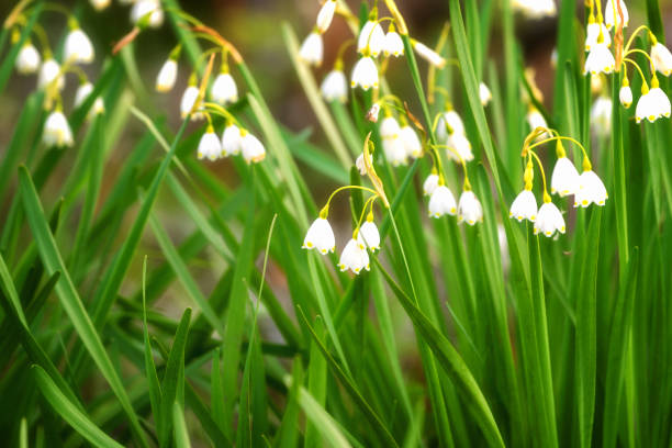 istock Early spring snowflake flowers in march, leucojum vernum, group in a spring bedding 693678048