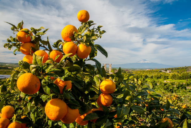 frutas típicas del mediterráneos - arboleda fotografías e imágenes de stock