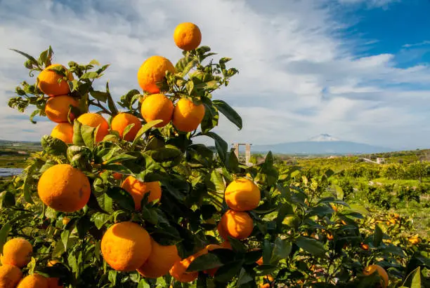 Close up view of oranges on the tree of a Sicilian grove with snowy Mount Etna in the distance