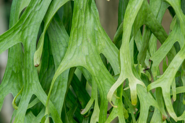 staghorn Fern staghorn Fern. Platycerium holttumii Joncheere & Hennipman. POLYPODIACEAE polypodiaceae stock pictures, royalty-free photos & images