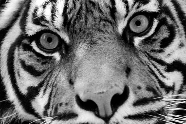 istock Sumatran Tiger close up in black and white 693682018