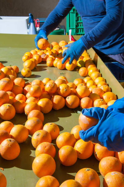 istock The working of oranges 693682566