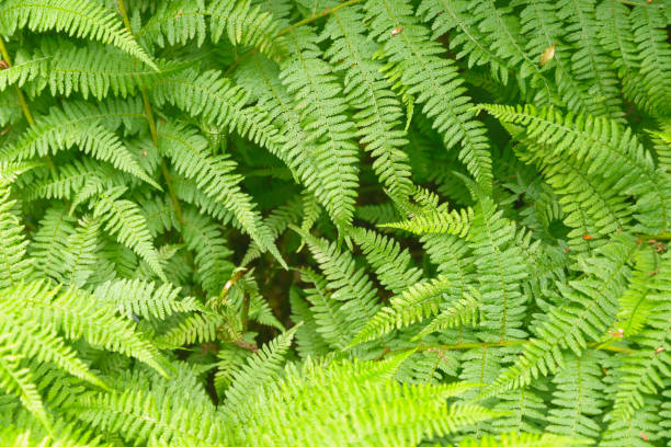 istock Fern leaves in Isabella Plantation 693682650