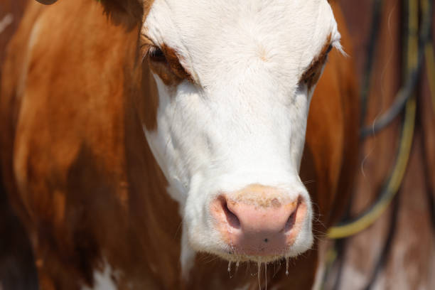 istock Cow in Allgau. Germany 693683218