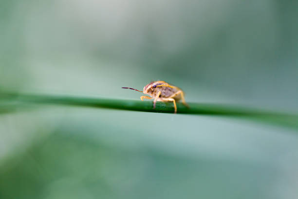 istock Parent bug (Elasmucha grisea), shield bug, stink bug, family of Acanthosomatidae 693683336