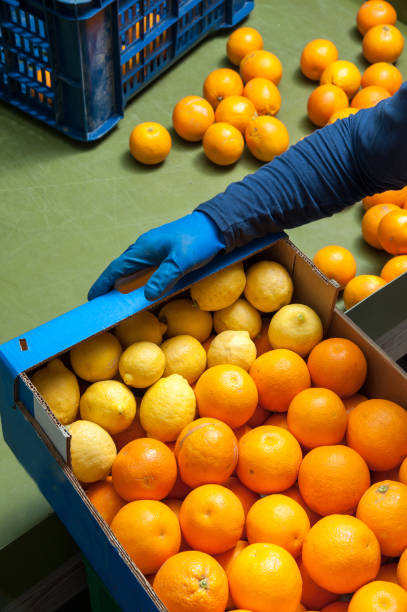 istock The working of oranges 693683402