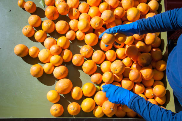 istock The working of oranges 693683556