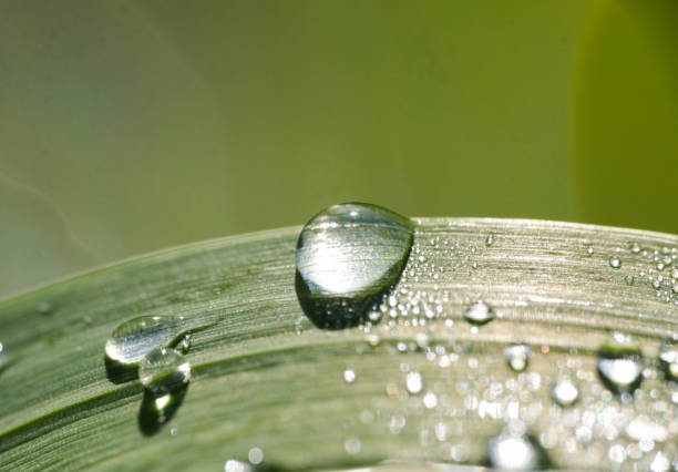 istock Morning dew water drops on grass leaf in golden hour light 693694444