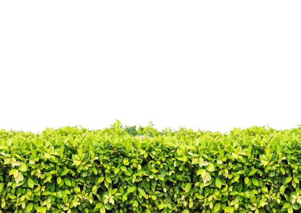 istock Natural green leaf wall and White background with clipping path 693694798