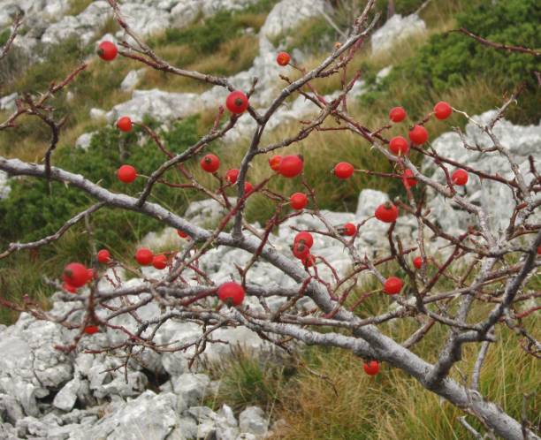 istock Fruit of the rose hip bush, ready to pick 693698542