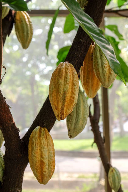 istock Cocoa tree with pods.Used as food and drink. 693698566