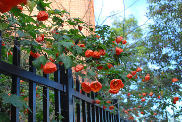 istock Orange flowers hanging over the iron fence 693699136