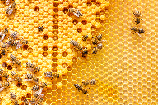 Larvas de las abejas en los panales. photo