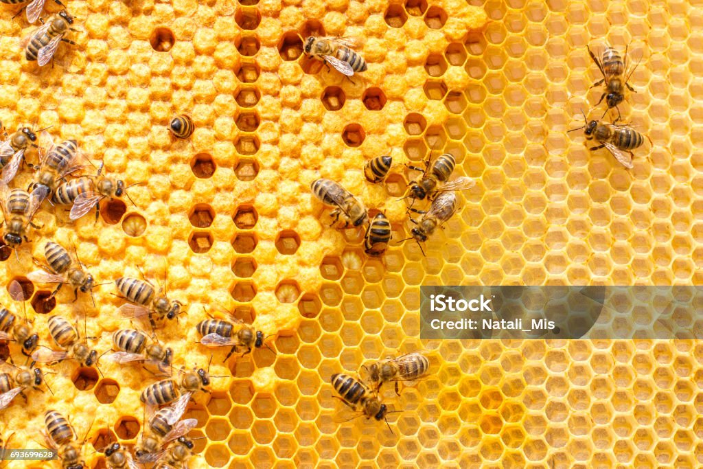 Larvae of bees in the combs. Larvae of bees in the combs illustration . Bee Stock Photo