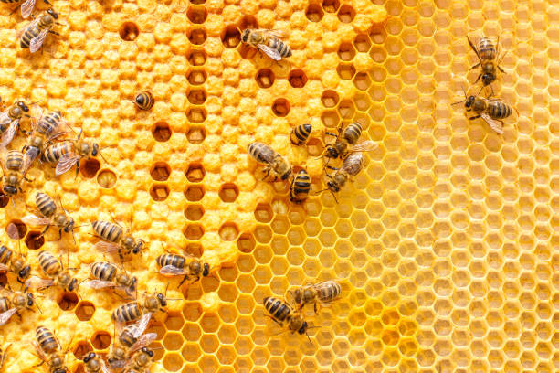 larvae of bees in the combs. - colony imagens e fotografias de stock