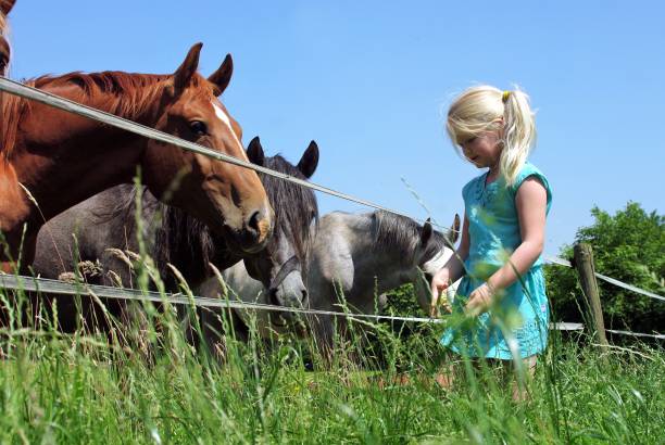 istock Little girl at the horses 693733182
