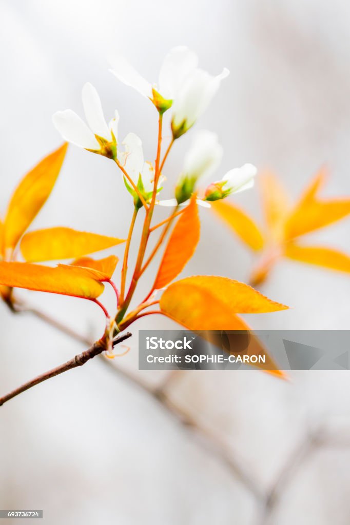 Spring flowering Shrub stem in bloom in spring. Canada Stock Photo