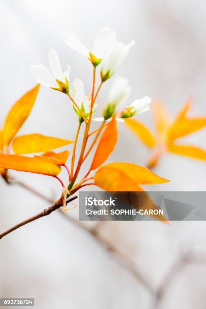 Spring Flowering Stock Photo - Download Image Now - Canada, Group Of Objects, No People
