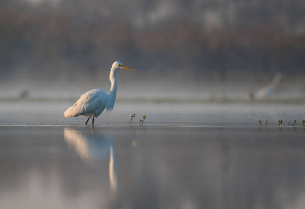 istock Great Egret in a lake 693736978