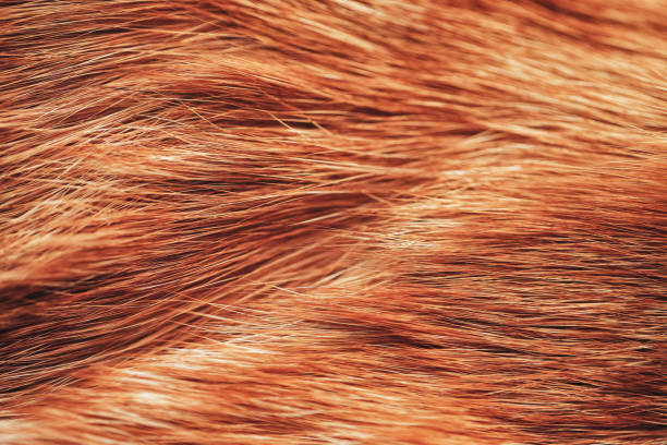 istock Fur of a Ginger Red Cat 693737620