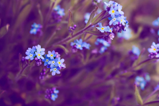istock Flowers forget-me-nots on a blurred background 693737996